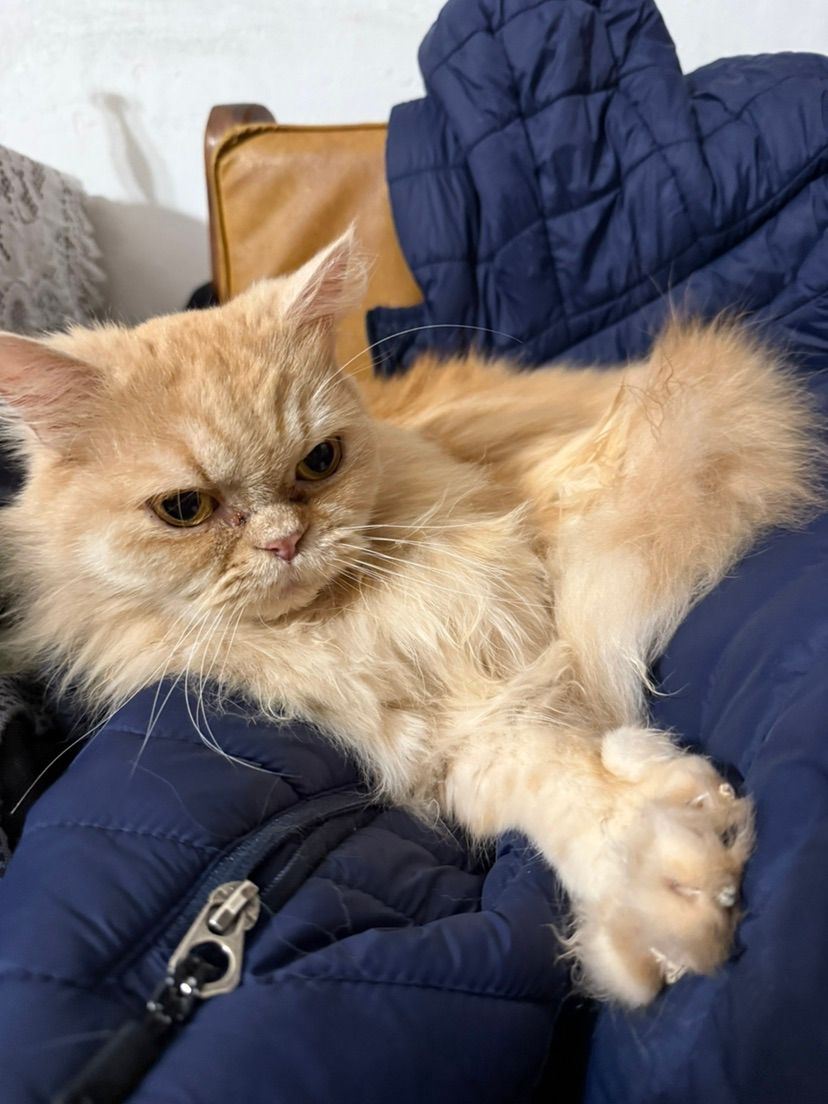 Cutie paws 🥰🐾