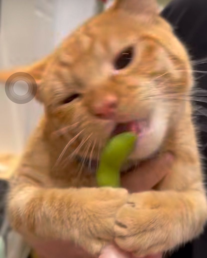 🫰🏼 Gatiti 🫰🏼