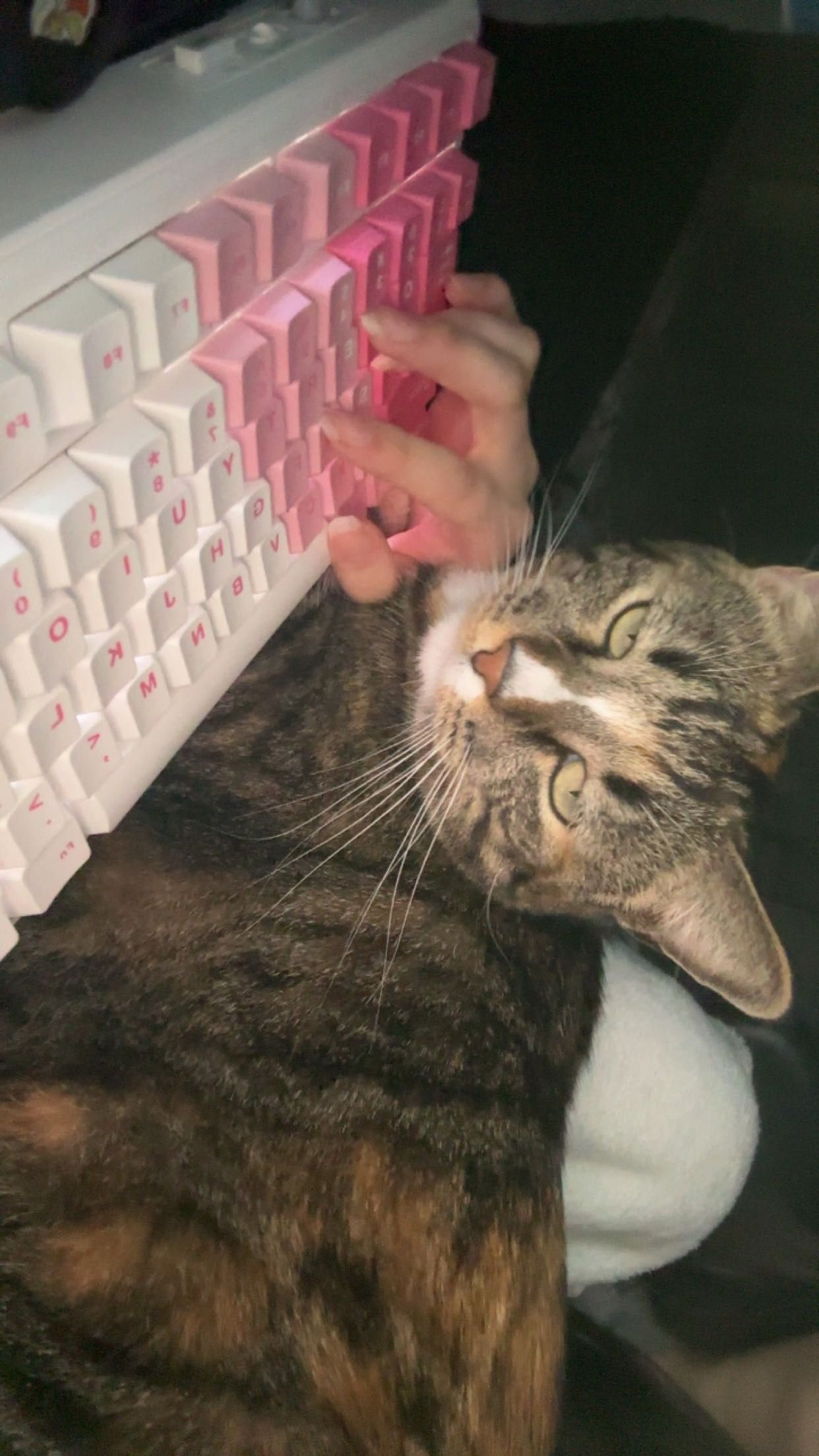 say hi to my kitty