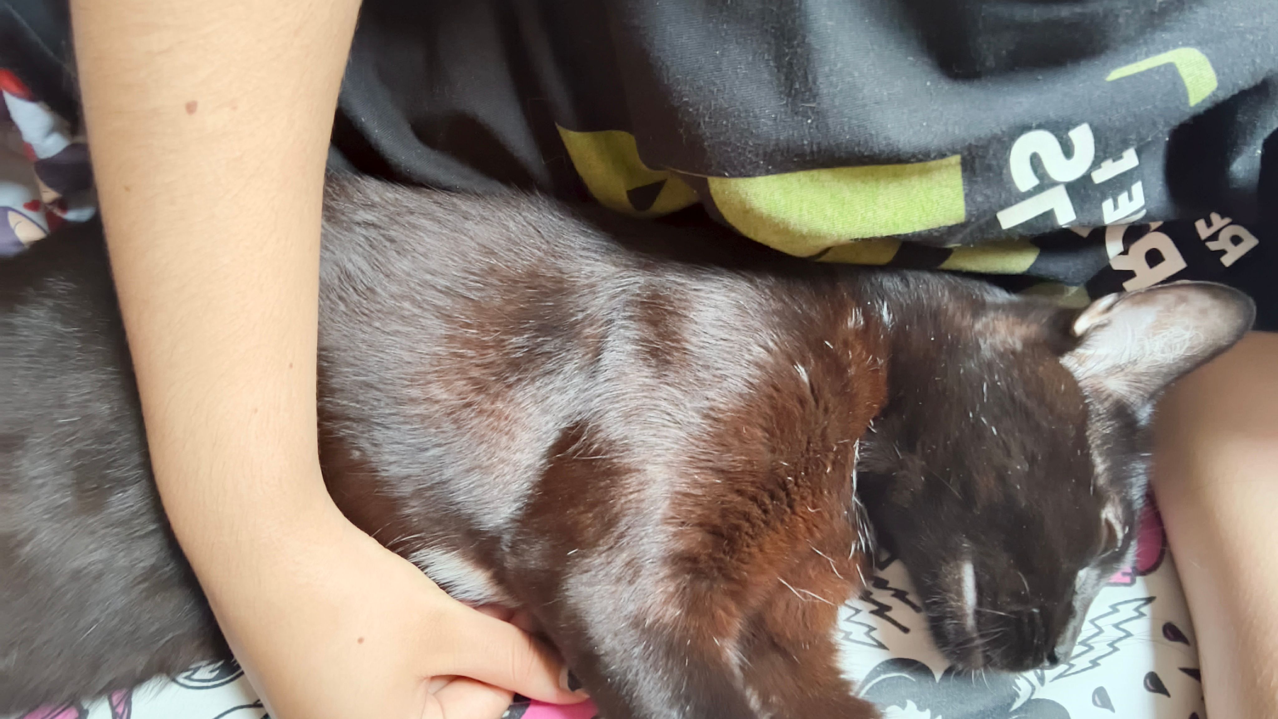 gato distracción MUAJAJAJA
