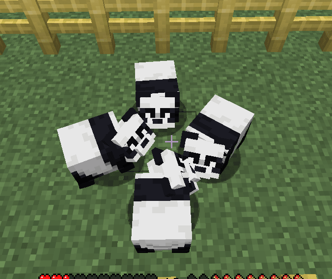 Panditas bebes