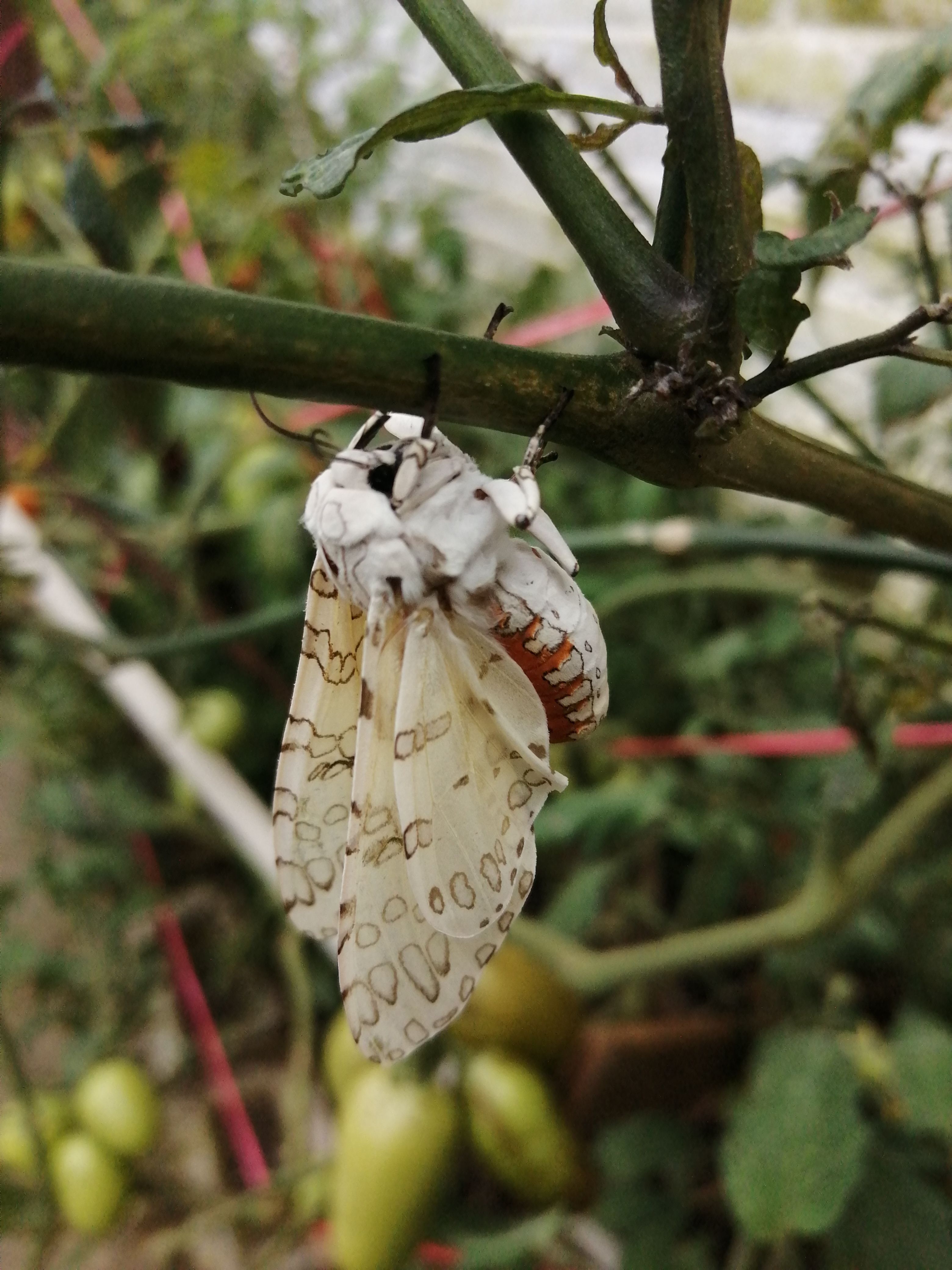 Una visita a mi jardín de esta hermosa polilla 💖