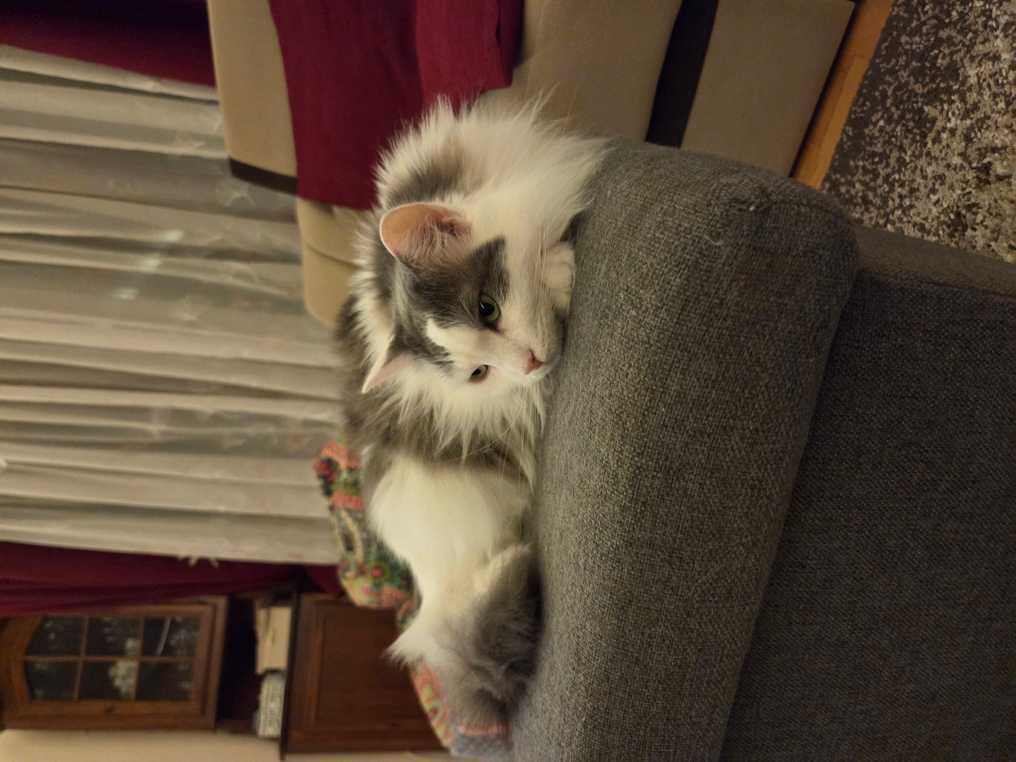 Kittyyy