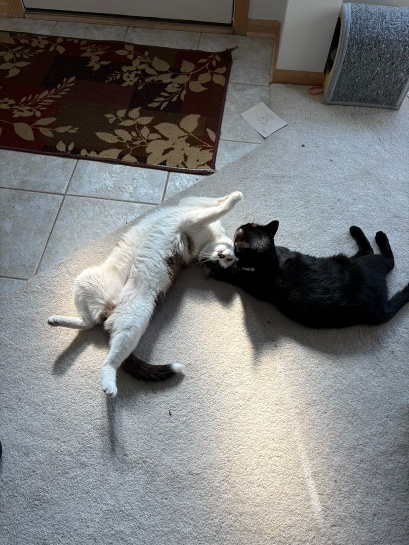 ying and yang kitties