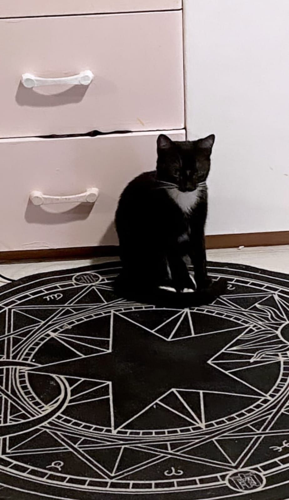 kitty