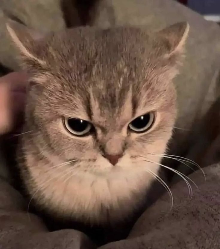 Meowing session?