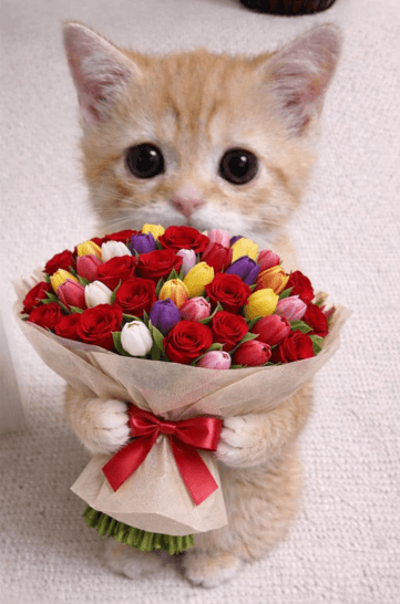 hihi its vexxi ♡ ur sweetest desires ˖Ი𐑼⋆𑣲⋆