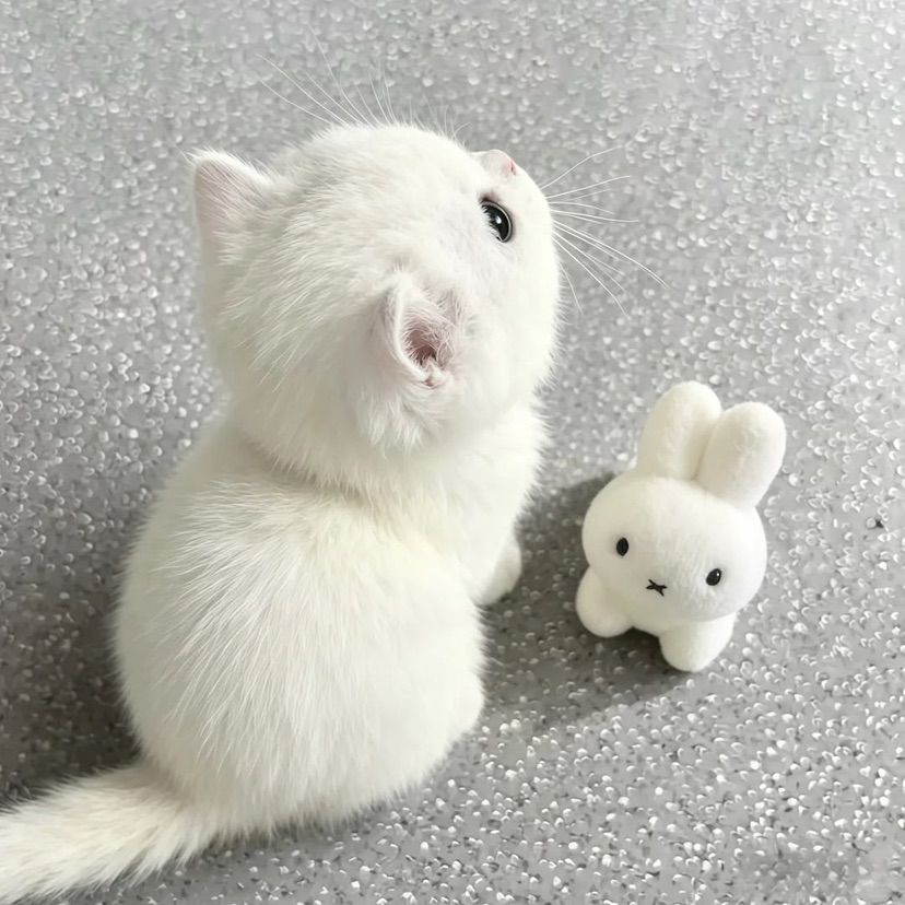 miffymiffymiffy