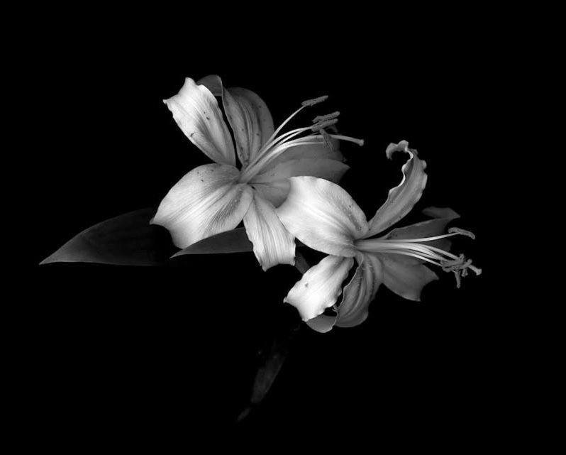 lilies