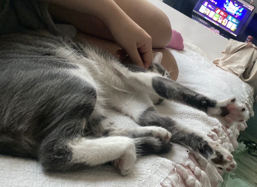 morning!🐾☀️