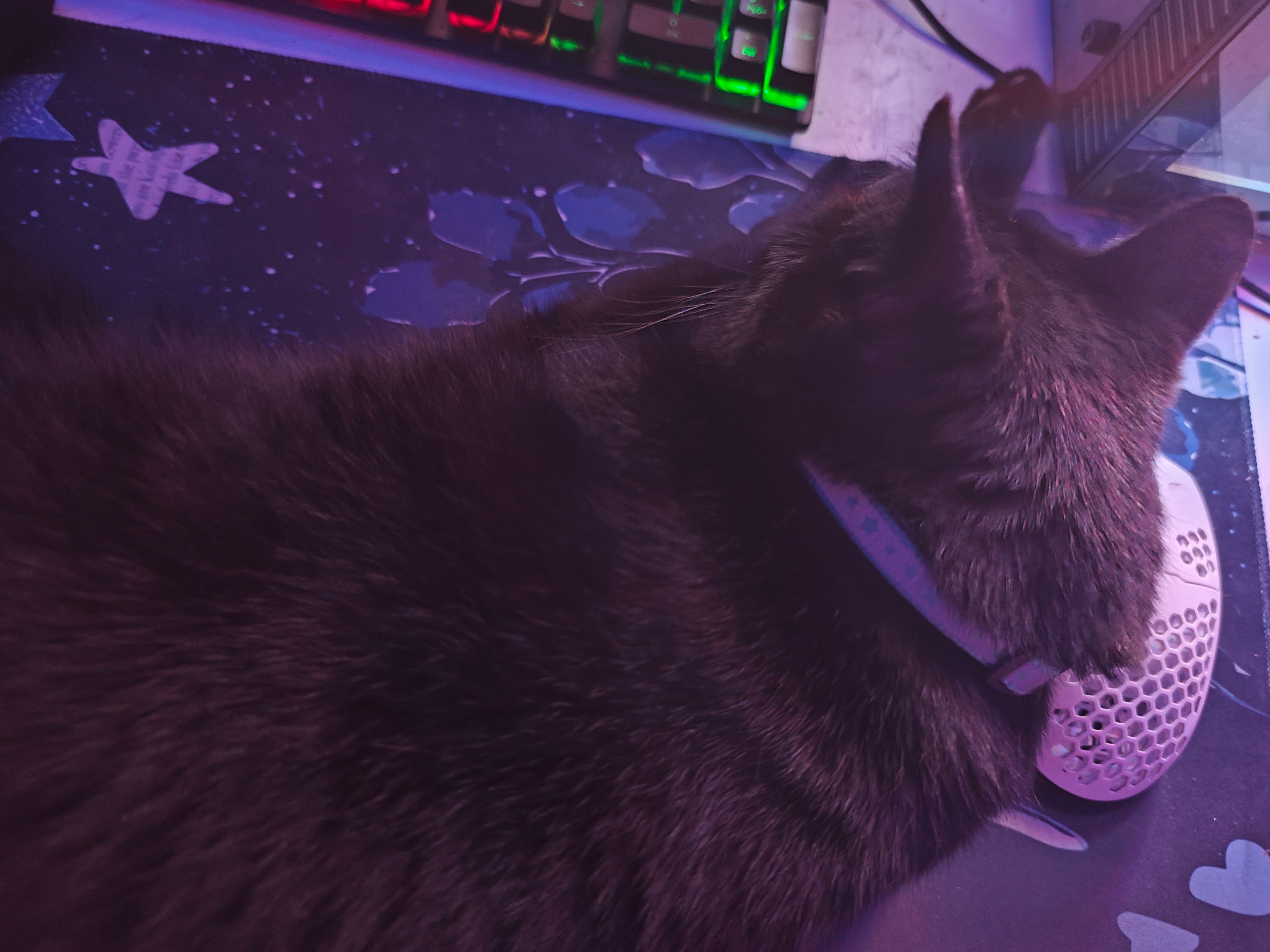 KITTY!!!