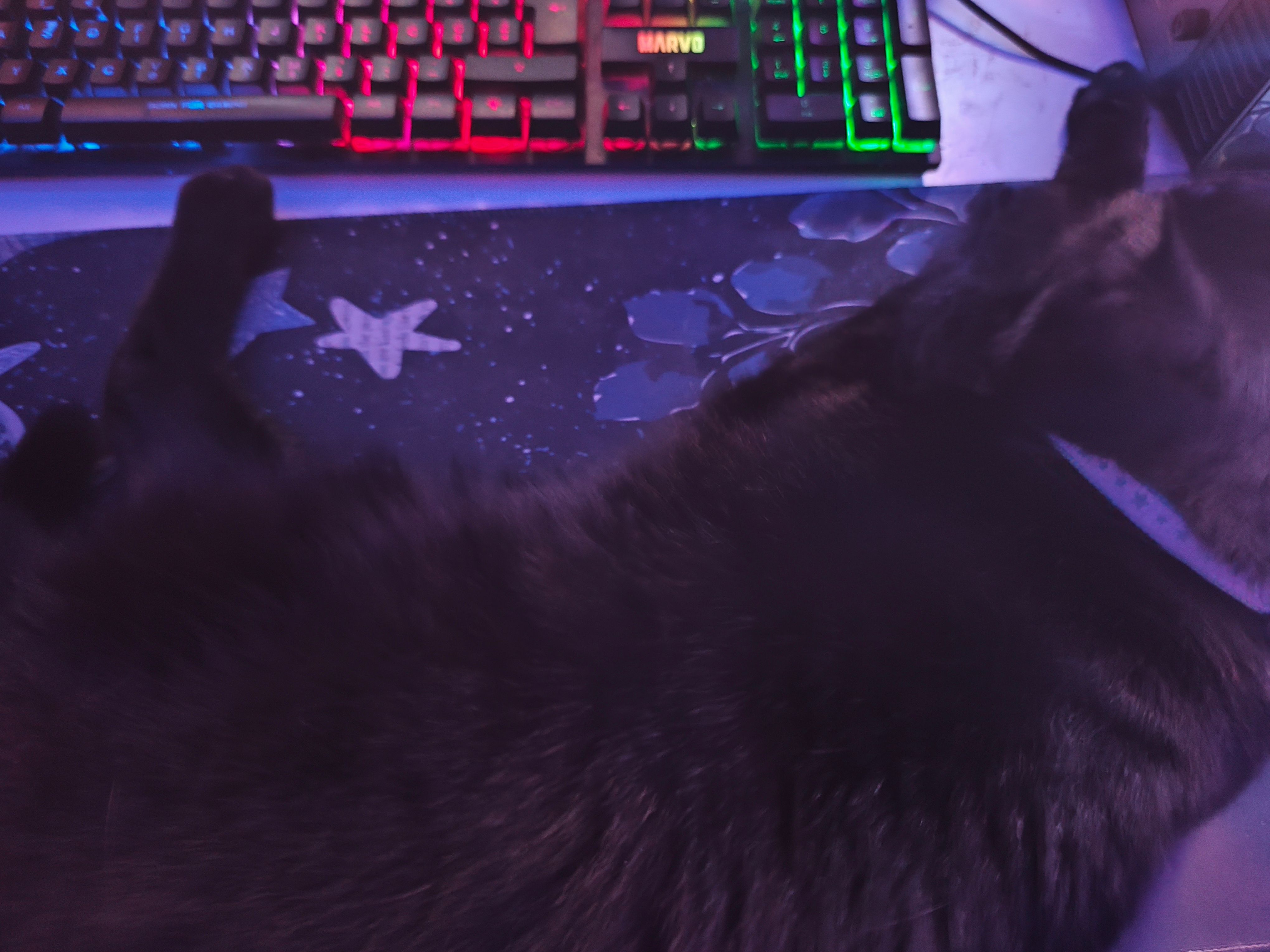 KITTY!!!