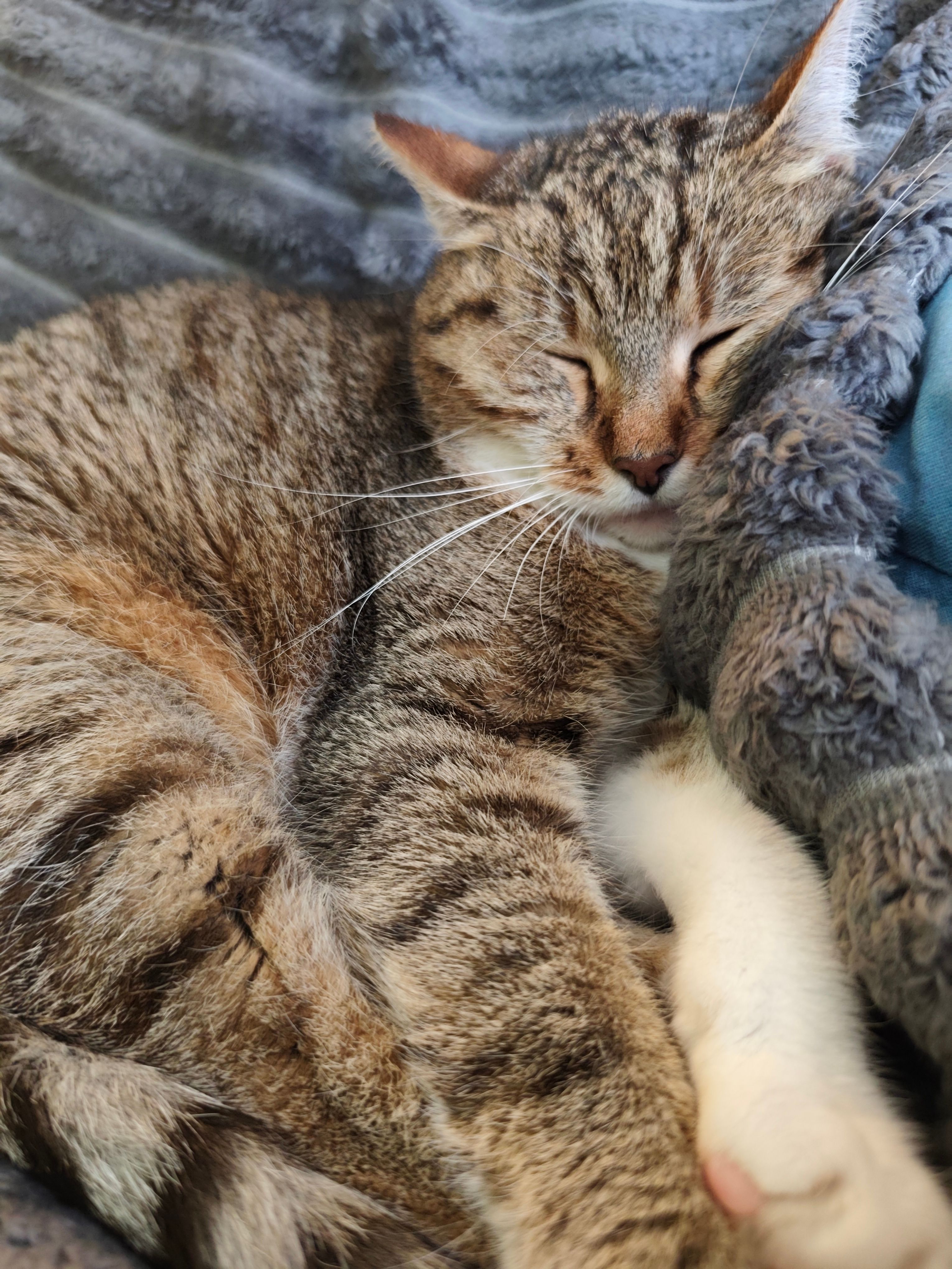 Meet my other kitty!!