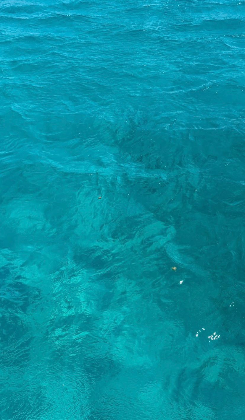 nice color🐟🐠🐬