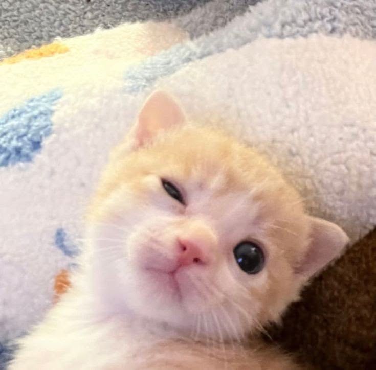 i wanna feed ur emeow 😇