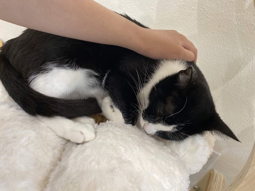 my human took birb to a cat cafe