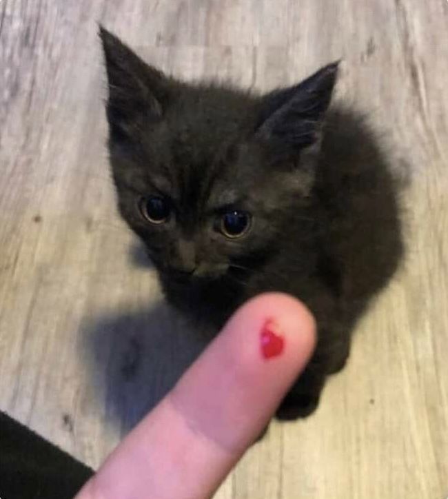MESSAGE MEEEE