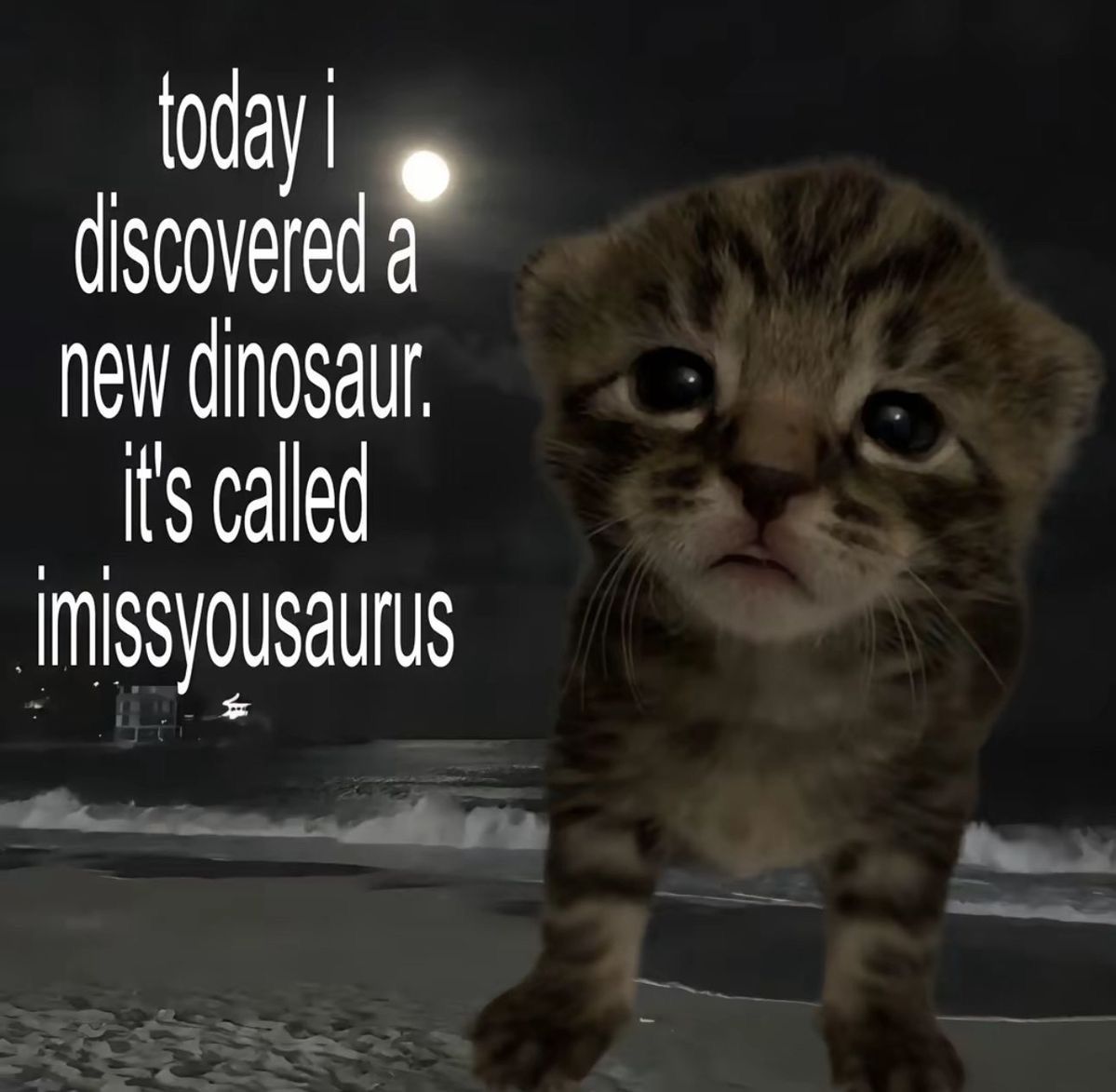 Come hang out with a kittysaurus :3