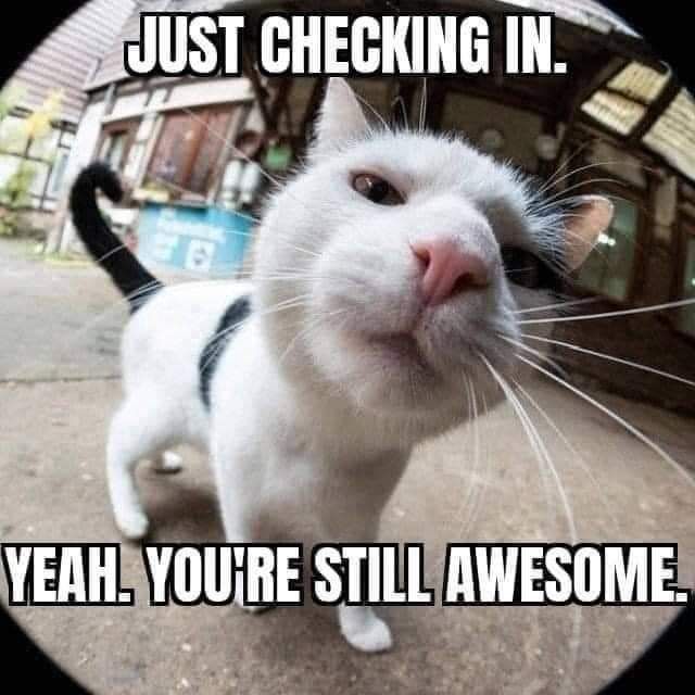 meow meow