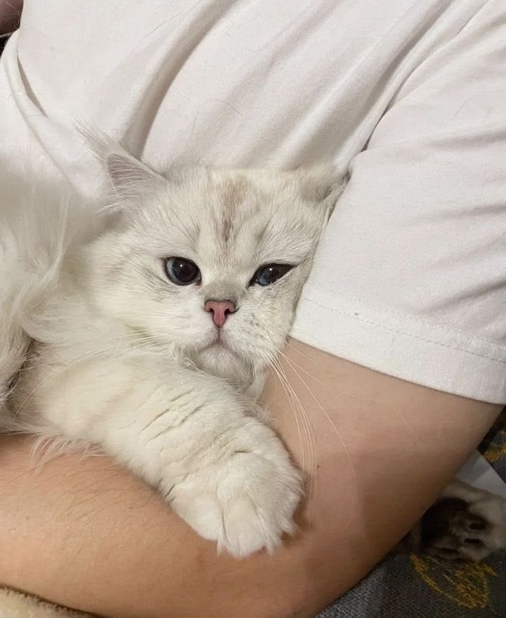 meo meow (  •̀⤙•́  )