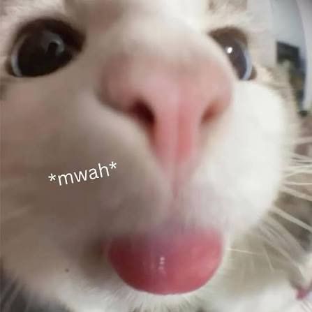 meowning