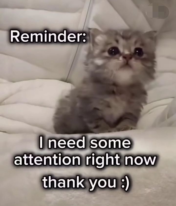 henlo ˖ ᡣ𐭩 ⊹ ࣪  ౨ৎ˚₊