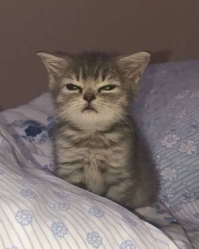 meow meow mew