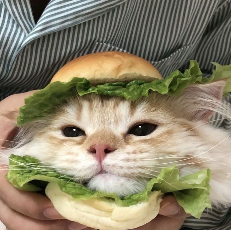 whats your favourite burgirrr
