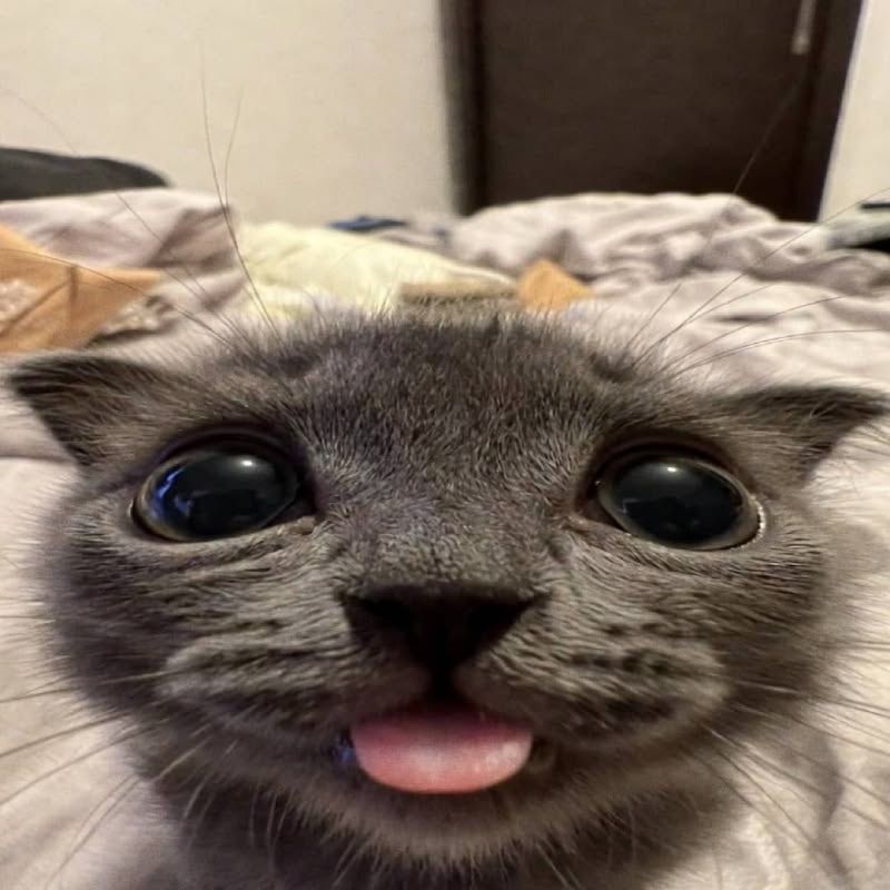 hi hi !