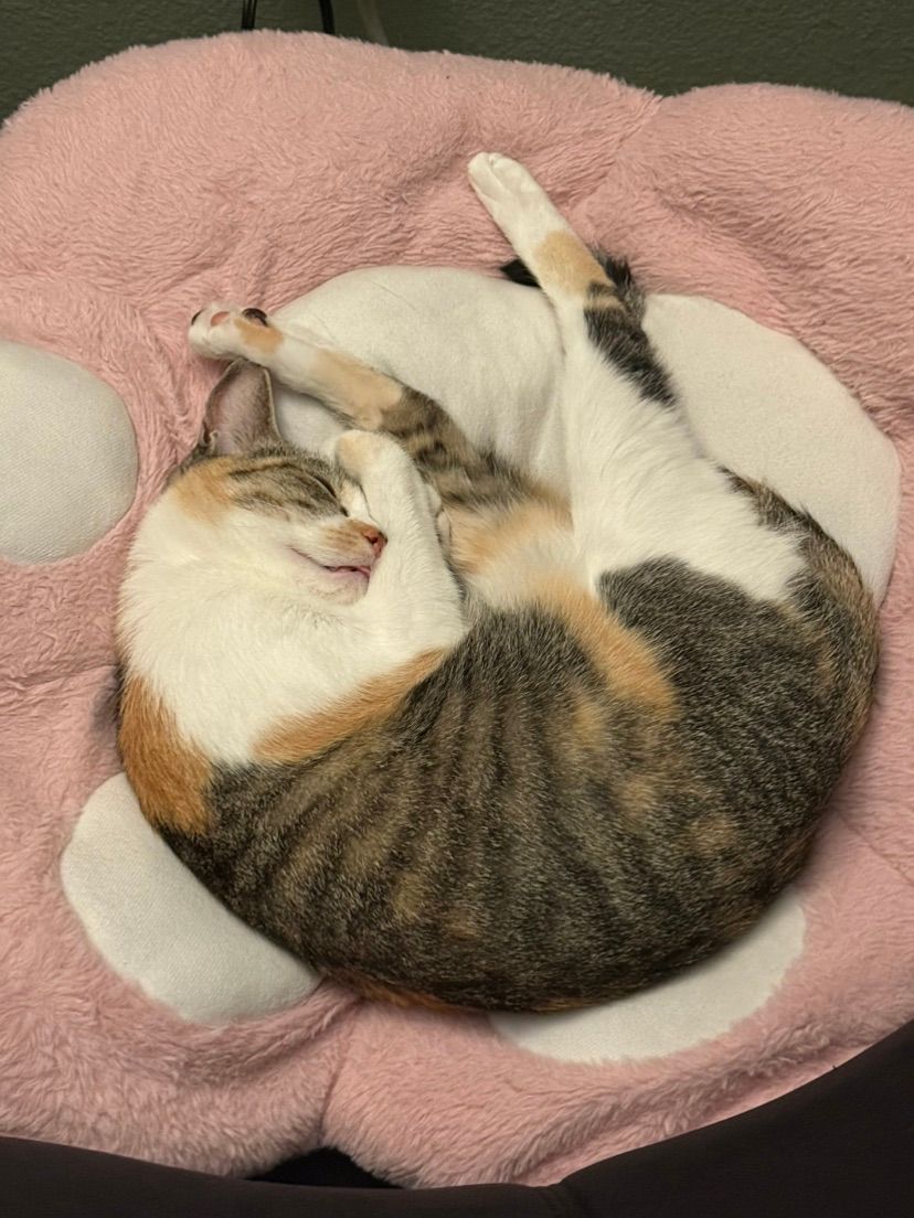 kitty :3