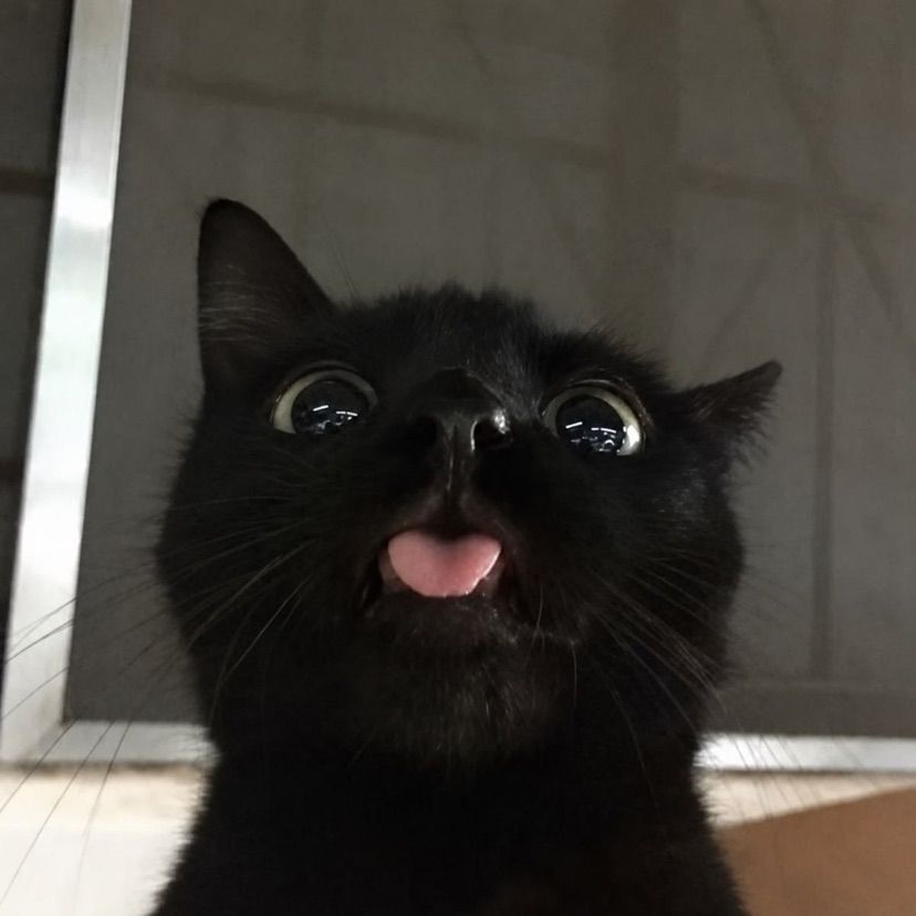 meow meow meow meow (you should def order fron me)