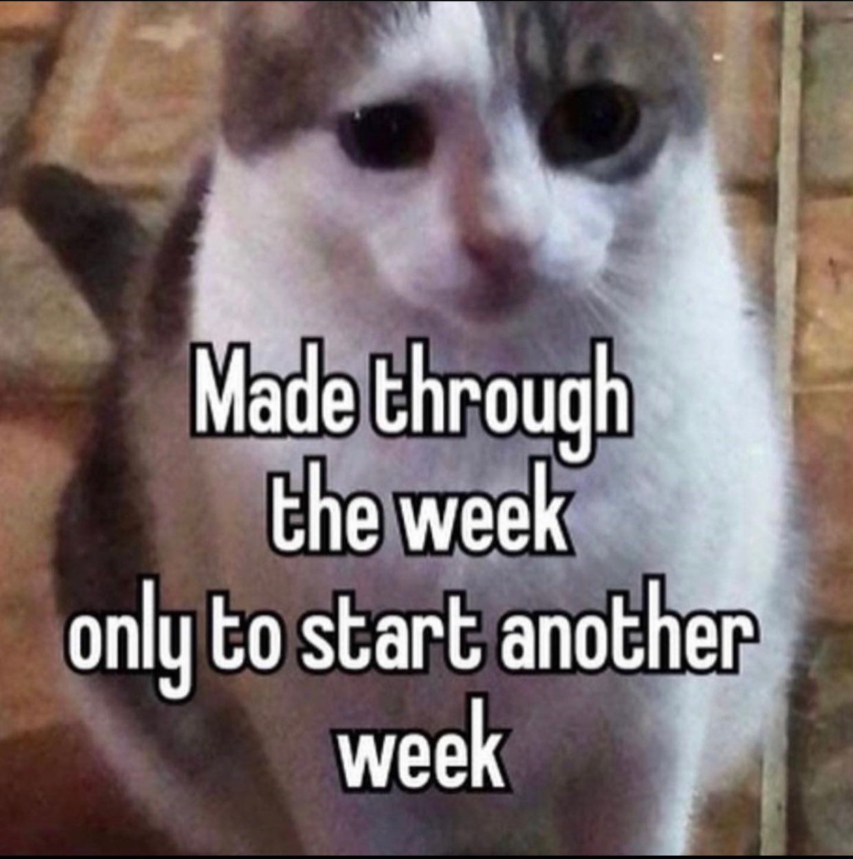 survived monday!!