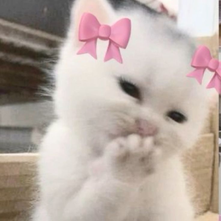 Meow