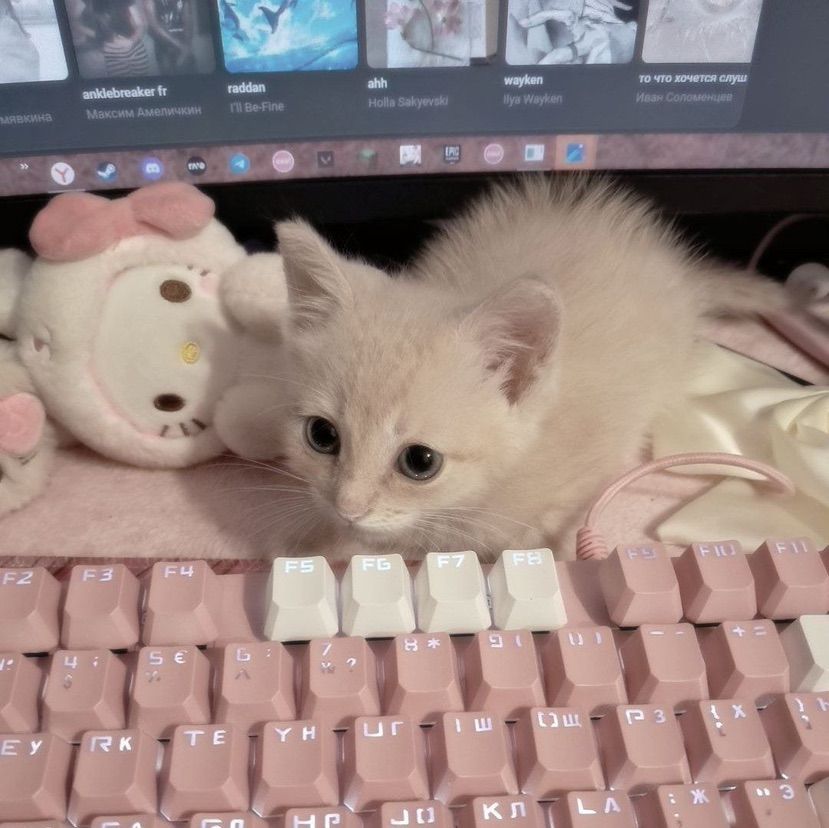 meow