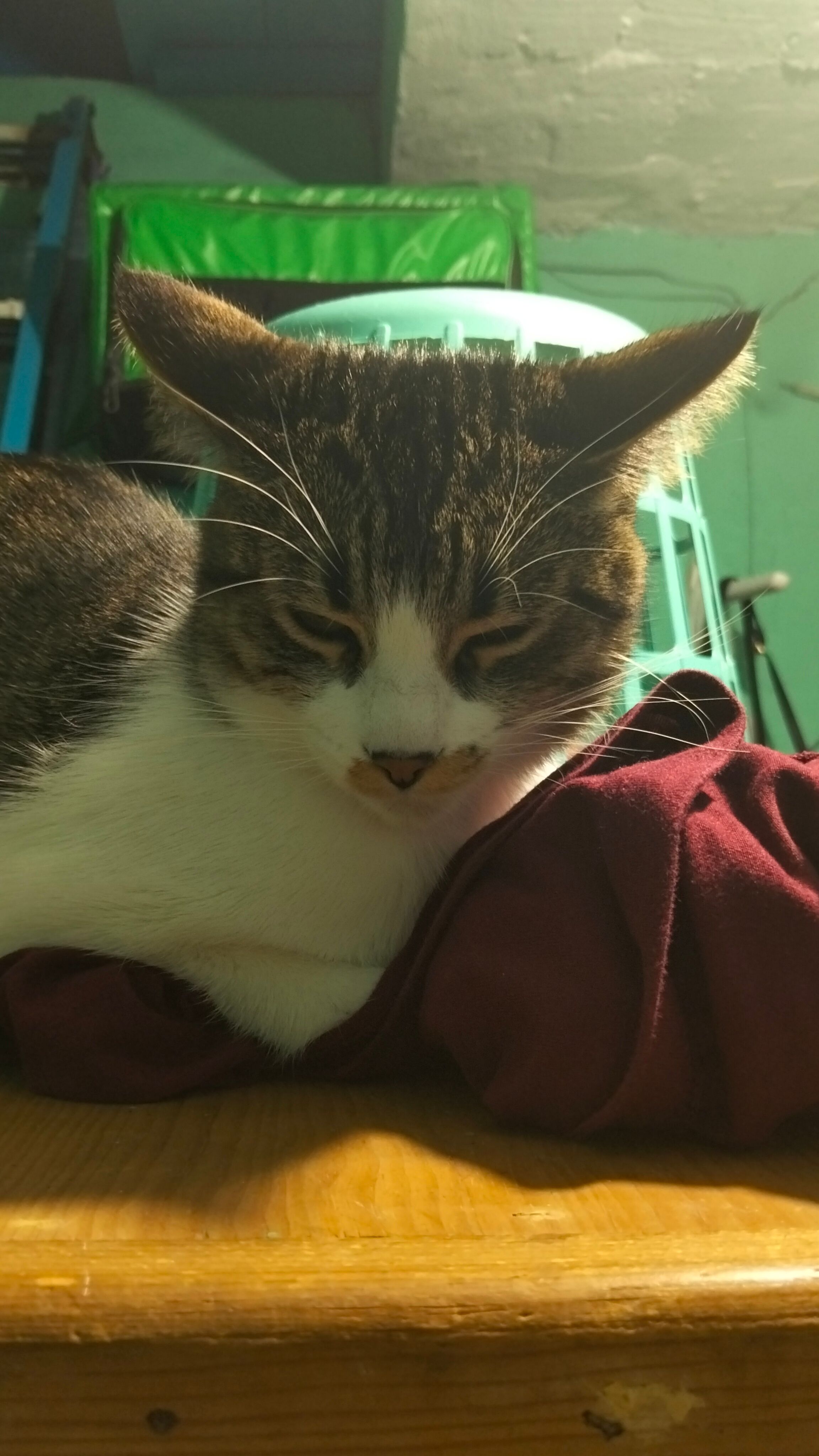 Kitty