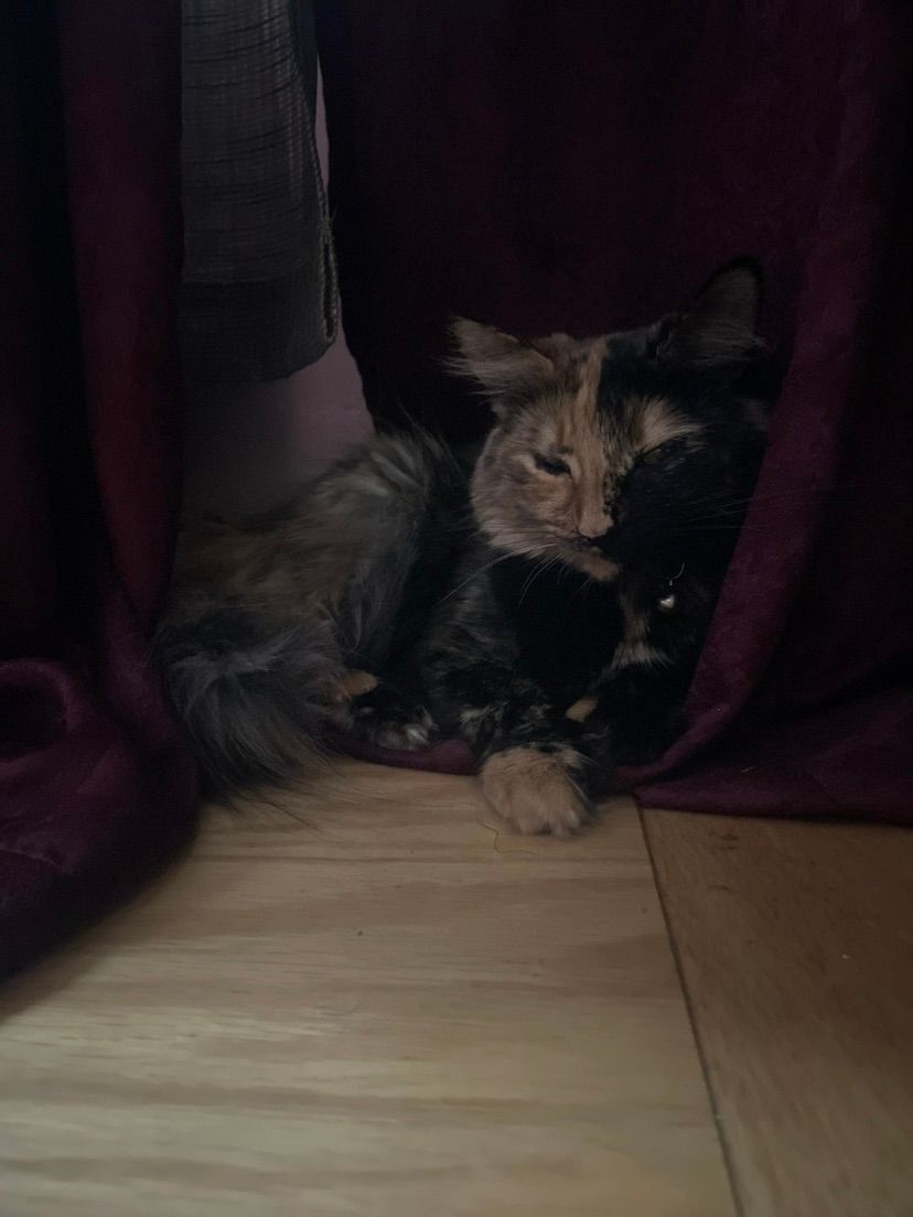 🐈