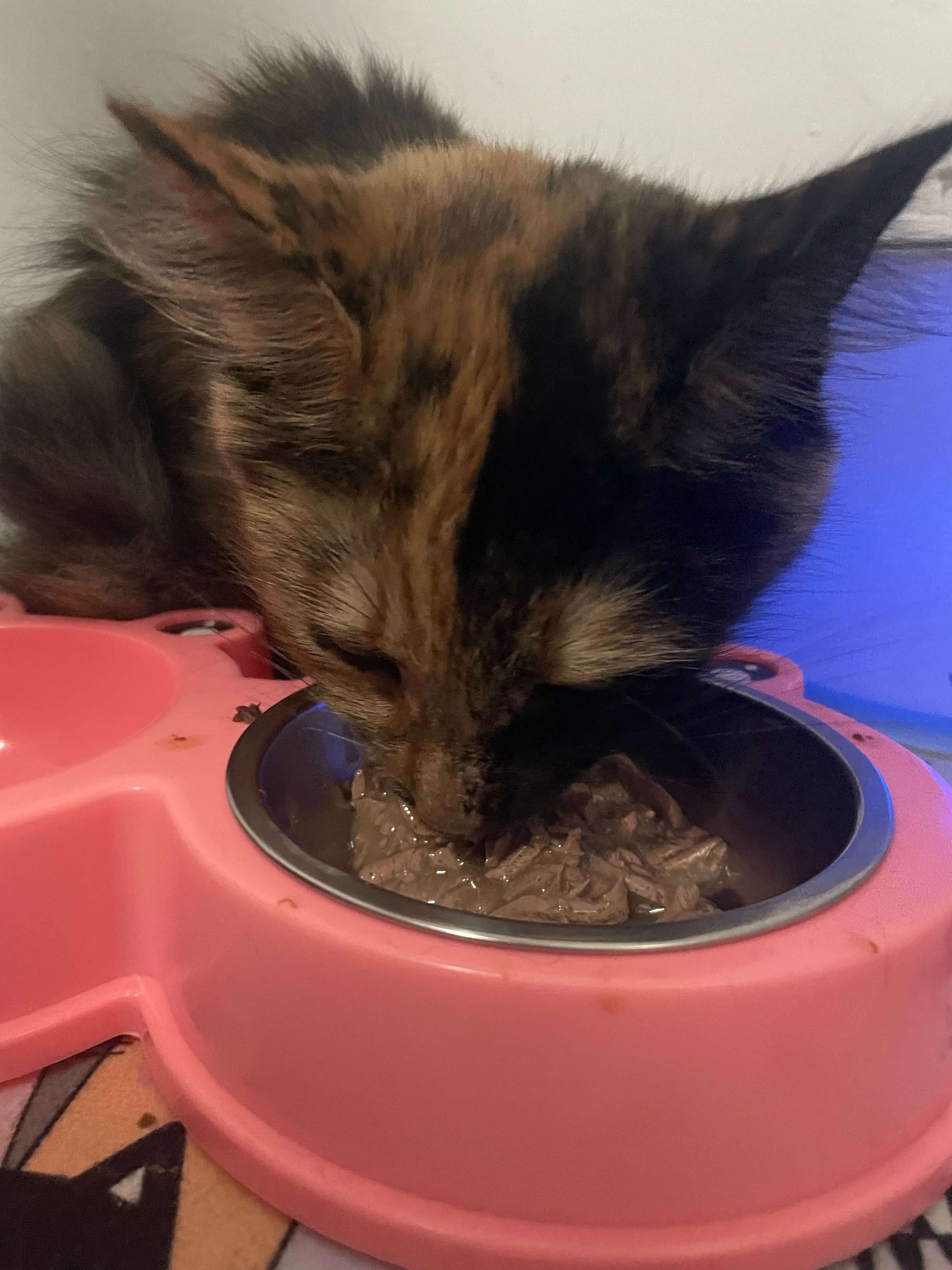 Kitty??