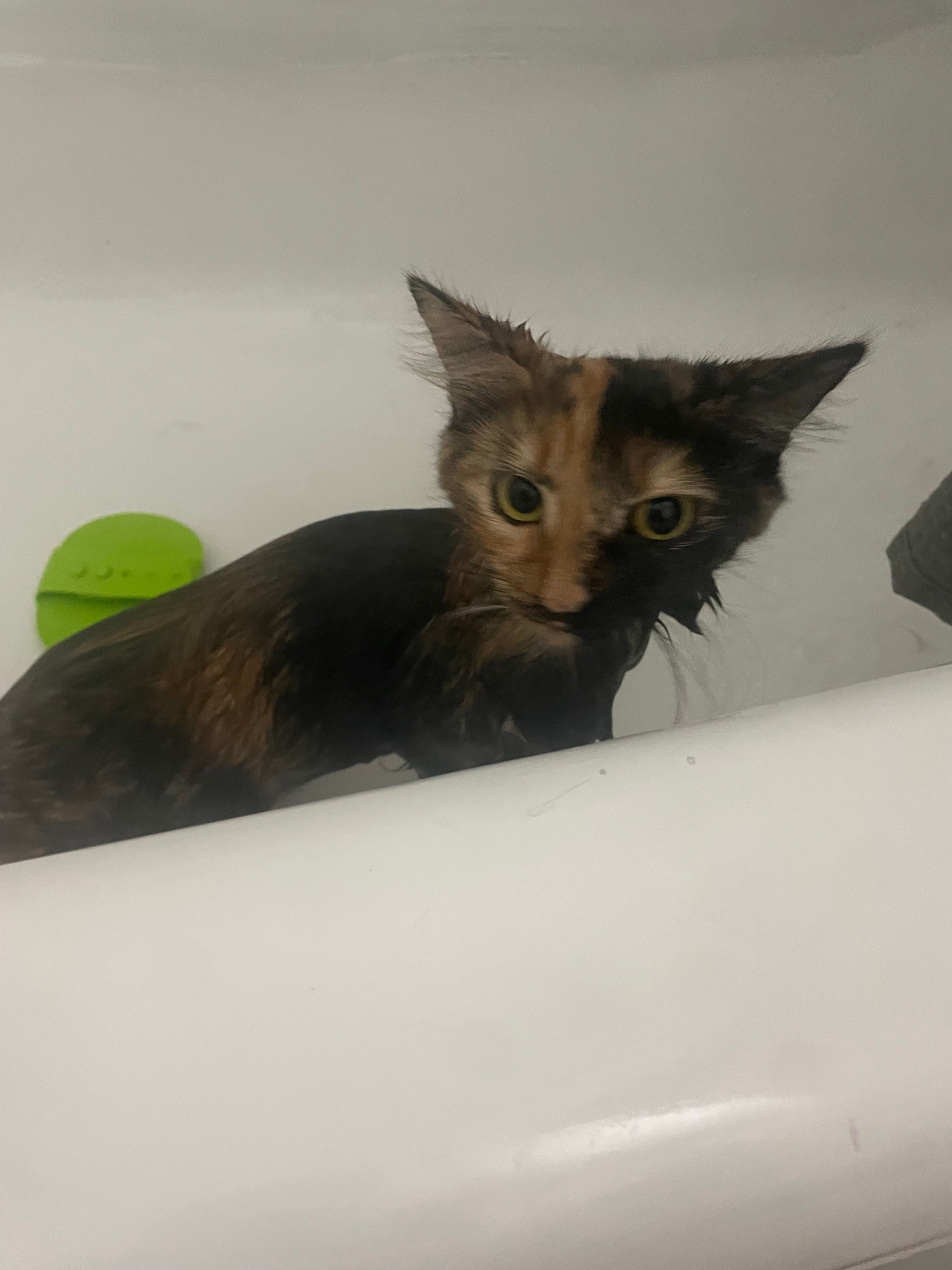 🐱