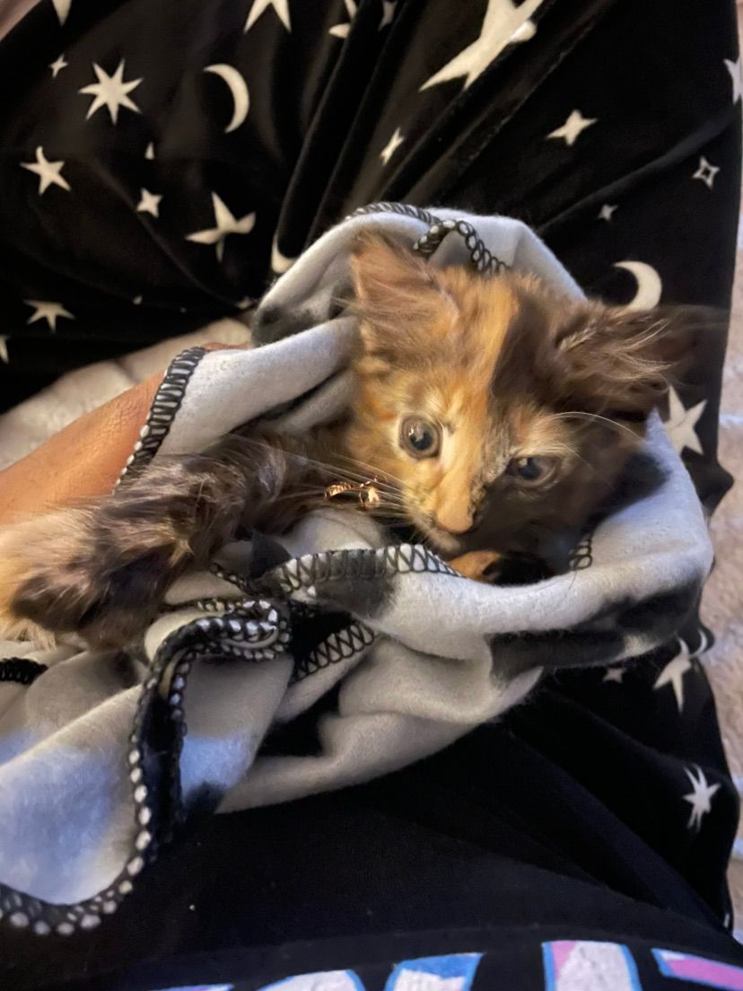 Meow meow