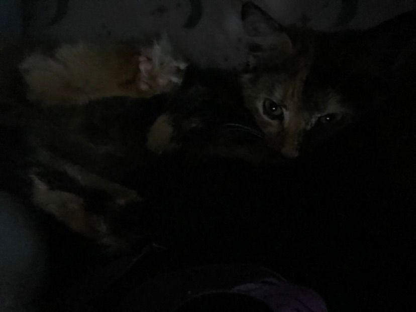 Meoww