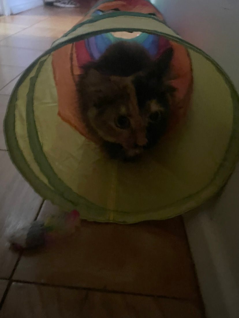 Kitty??