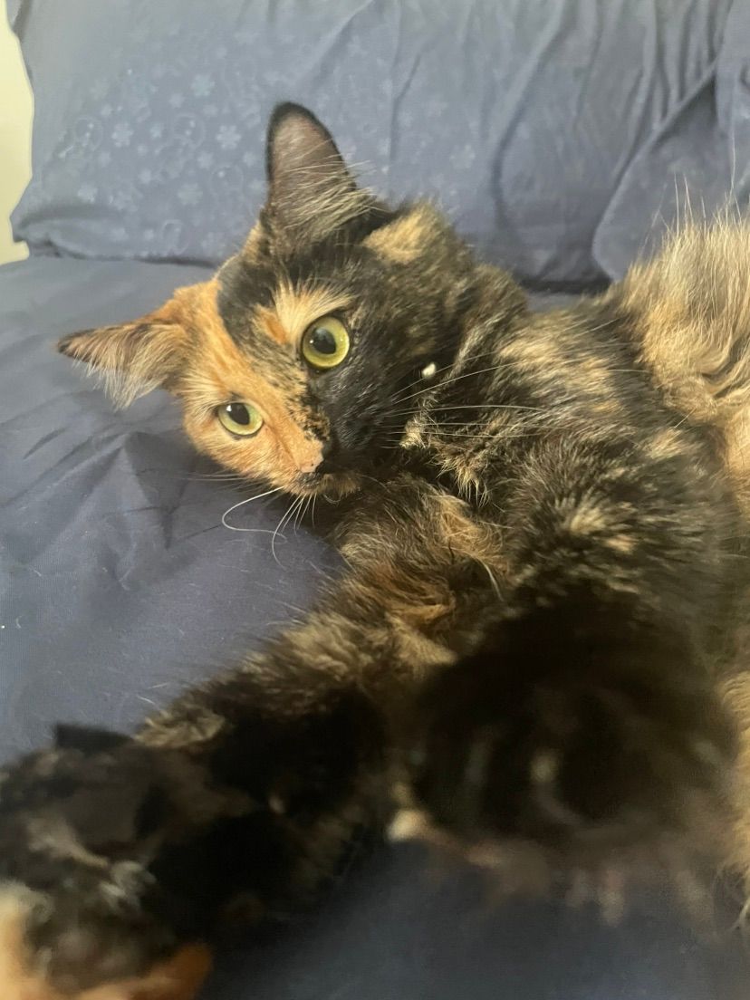 Good Meowning people ^.^