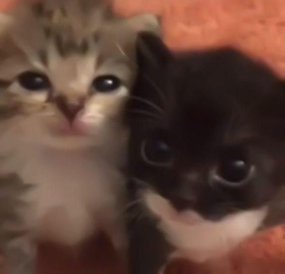 Que bonitos son los gatitos cierto?