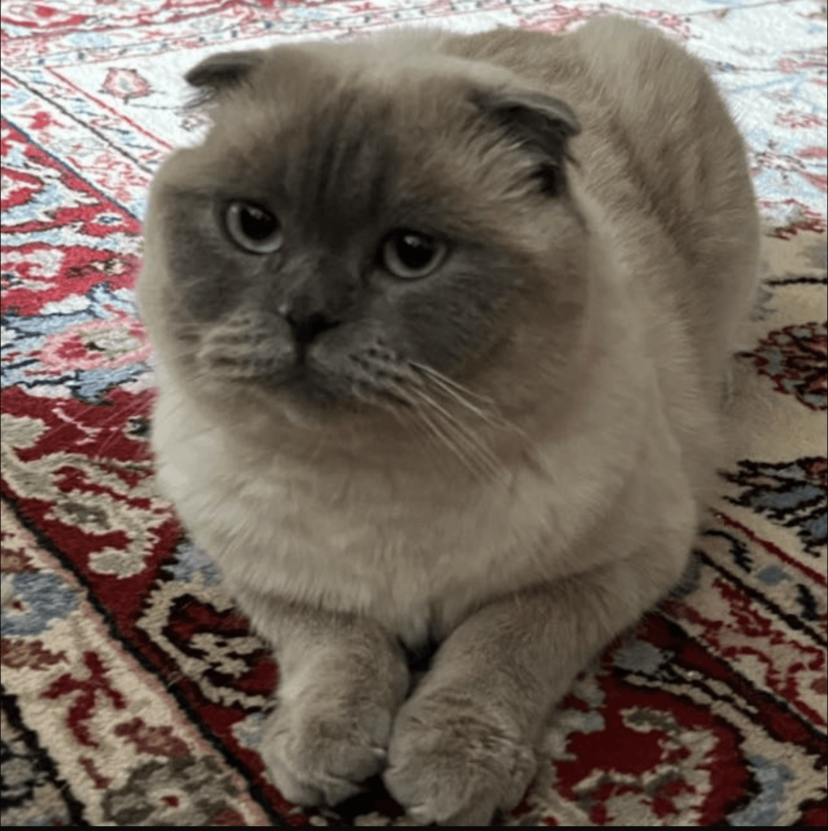 Look at my Cat🐈