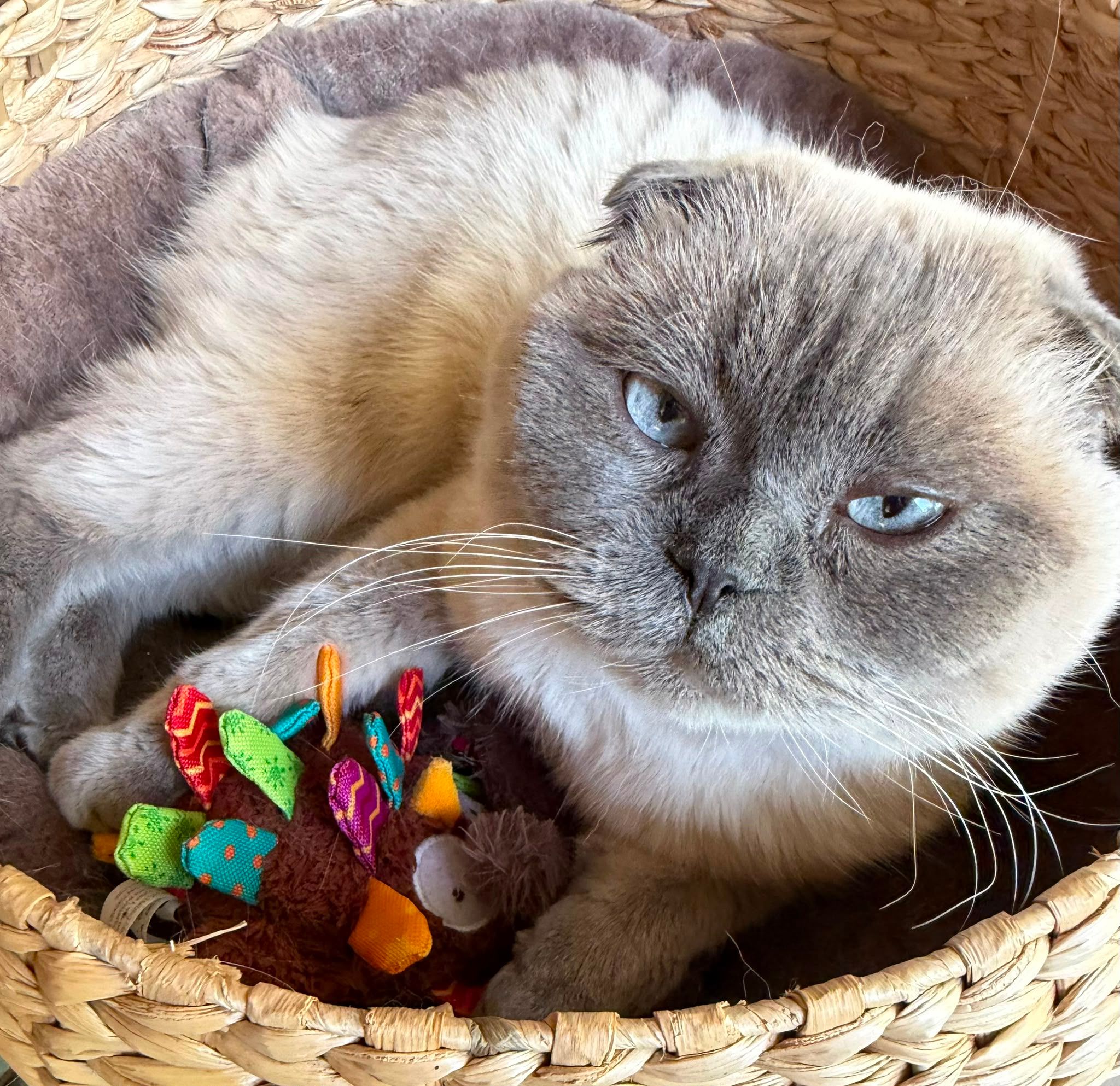 Check out my cat and his little bird toy :)