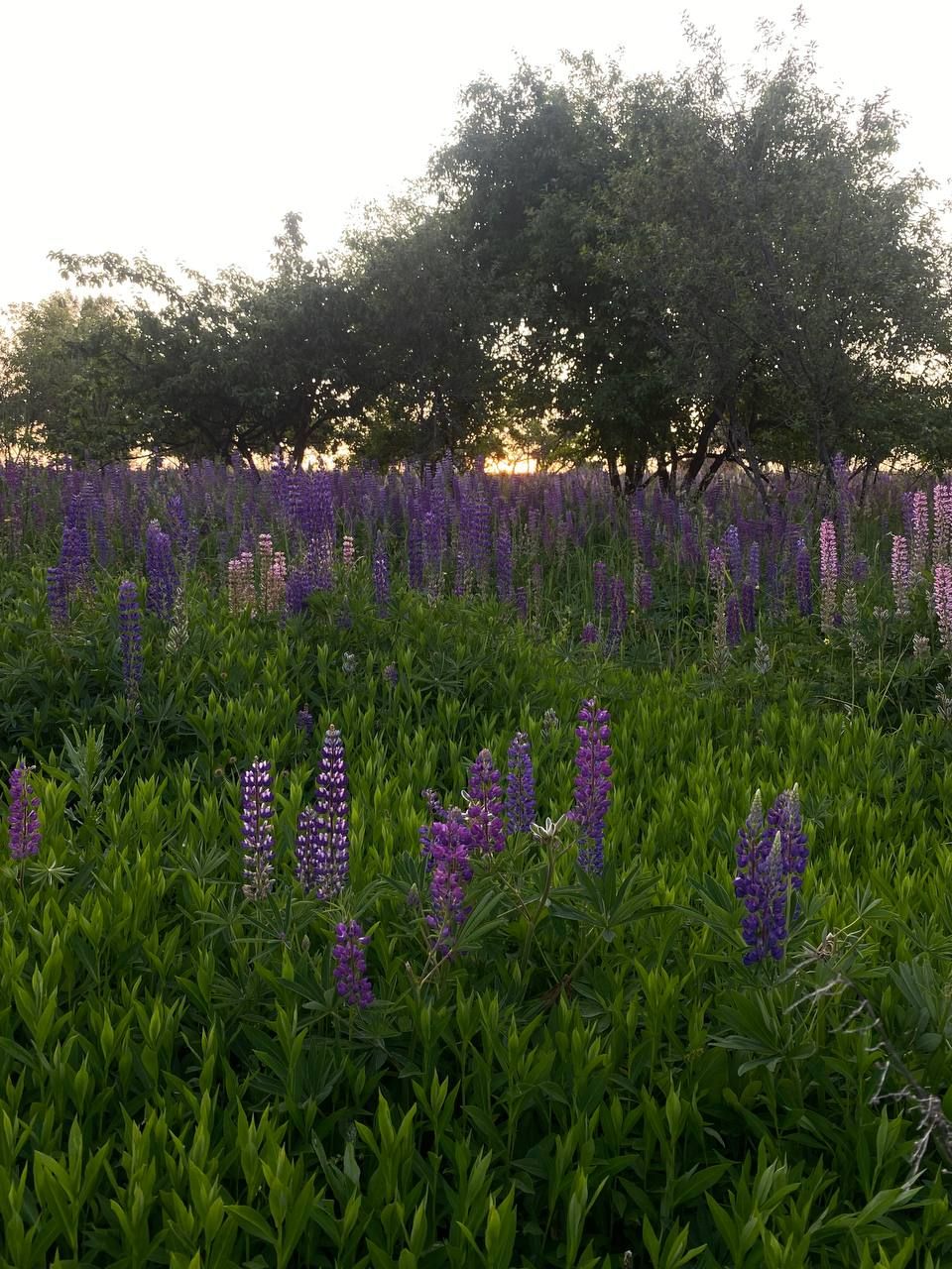 Weekend mood: fields, lakes, and flowers.