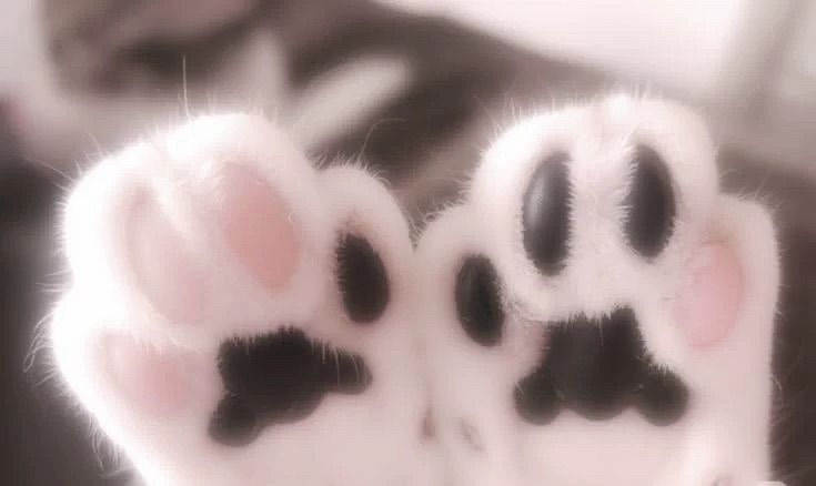 i am a catgirl from now haha
