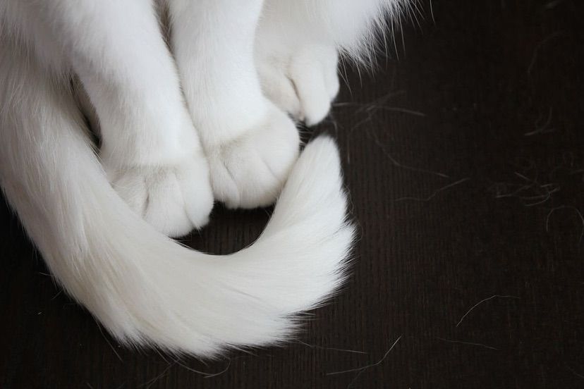 🕊️