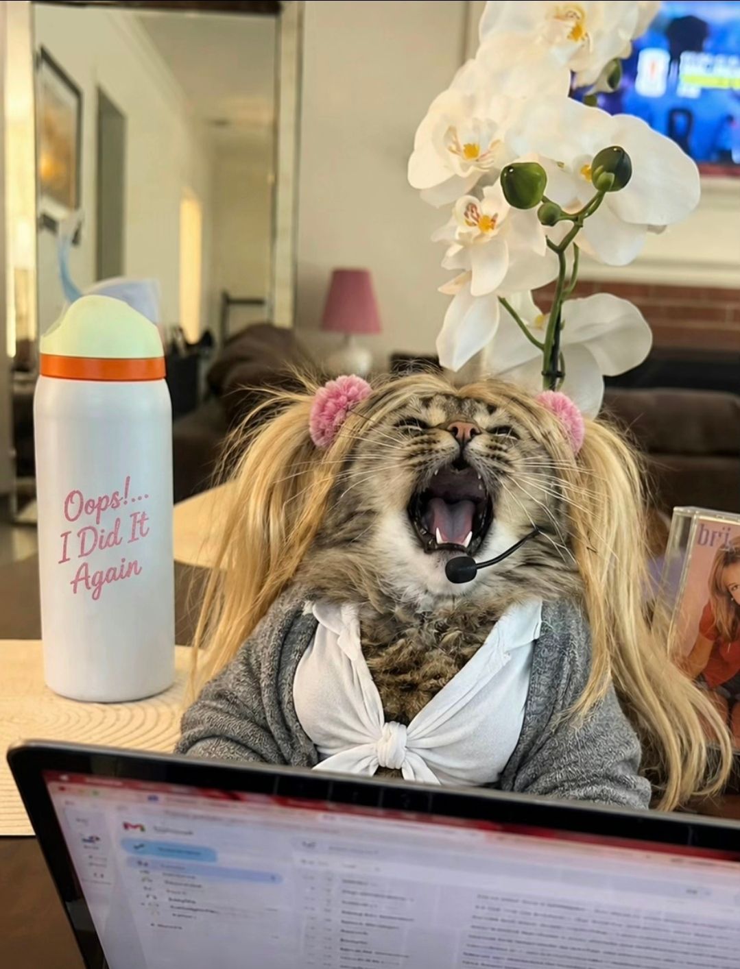 cat