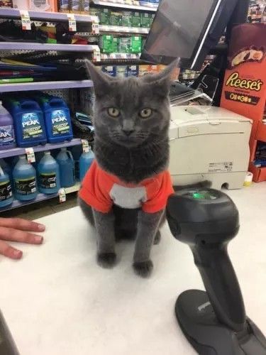 At work rn like this :( but wanna play roblox